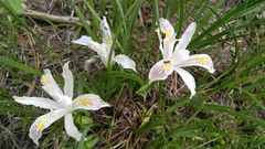 Iris chrysophylla