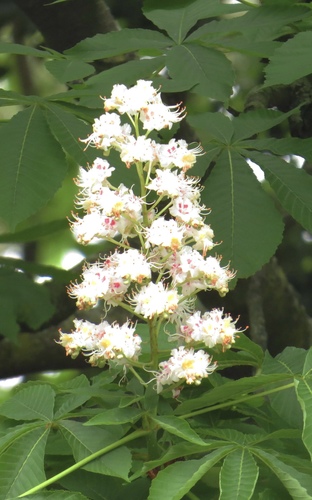 Aesculus hippocastanum