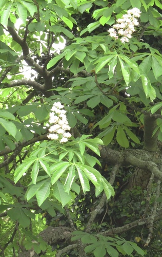 Aesculus hippocastanum