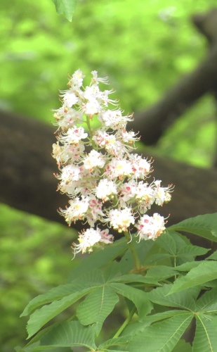 Aesculus hippocastanum