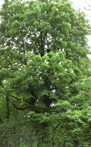 Aesculus hippocastanum