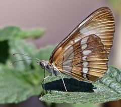 Mestra hersilia