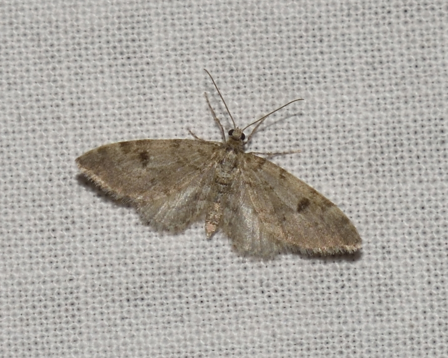 Eupithecia conterminata