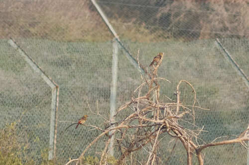 Yellow-breasted Barbet (Trachyphonus margaritatus), photo 9