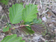 Alnus hirsuta