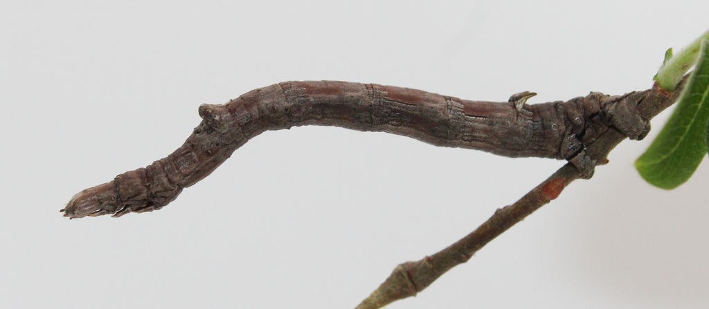 Common Lytrosis Moth