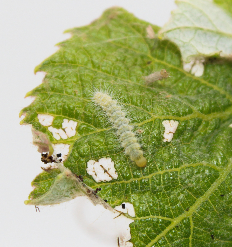 Grape Plume Moth