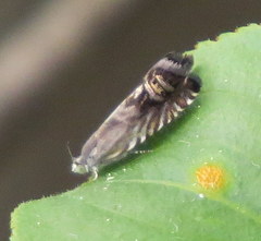 Grapholita eclipsana