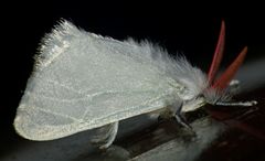 Aithorape albicostata