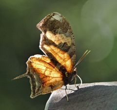 Consul fabius drurii