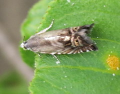 Grapholita eclipsana