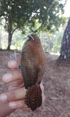 Thryophilus rufalbus