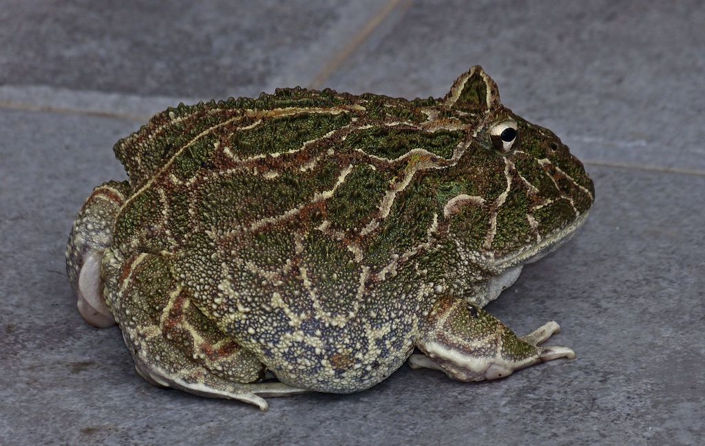 Chacoan Horned Frog