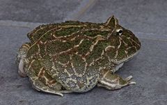 Chacoan Horned Frog photo 1