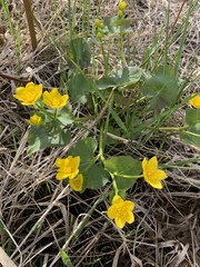 Caltha palustris