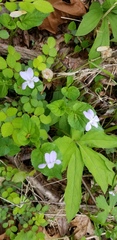 Viola × brauniae
