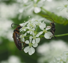 Alosterna tabacicolor