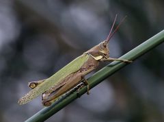 Coryacris angustipennis