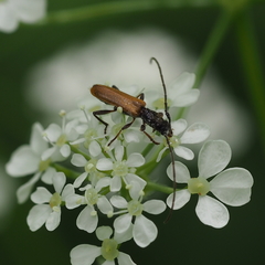 Stenhomalus bicolor
