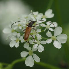 Stenhomalus bicolor
