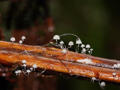 Mycena albidocapillaris