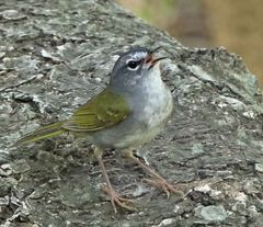 Myiothlypis leucoblephara