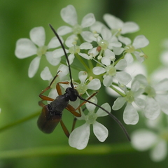 Alosterna tabacicolor
