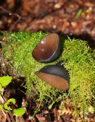 Urnula campylospora
