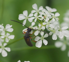 Alosterna tabacicolor