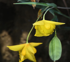 Calochortus amabilis