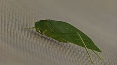 Microcentrum marginatum