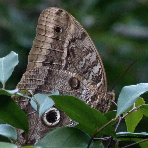 Caligo illioneus