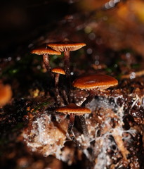 Kuehneromyces brunneoalbescens