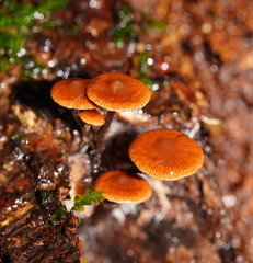 Kuehneromyces brunneoalbescens
