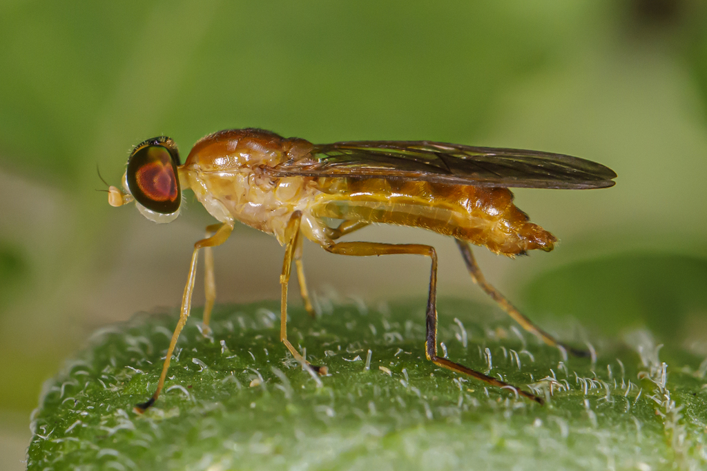Compost Fly