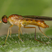 Ptecticus trivittatus - Photo 由 dogbowlbookpile 所上傳的 (c) dogbowlbookpile，保留部份權利CC BY-NC