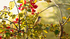 Pyrocephalus rubinus