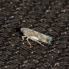 Scaphoideus