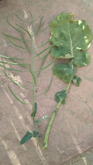 Brassicaceae