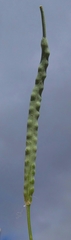 Brassicaceae