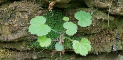Heuchera parviflora