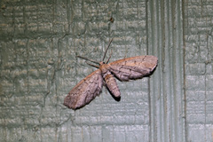 Glaucina erroraria