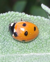 Coccinella septempunctata