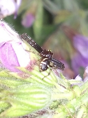 Synema globosum
