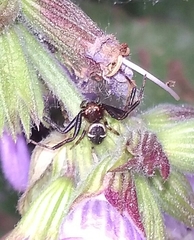 Synema globosum