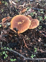 Cortinarius castoreus