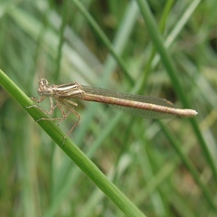 Platycnemis acutipennis