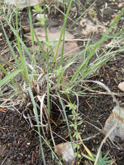 Galium virgatum