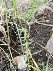 Galium virgatum