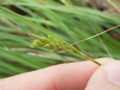Carex planostachys